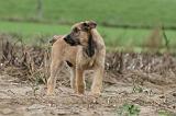 BOUVIER DES ARDENNES 152
